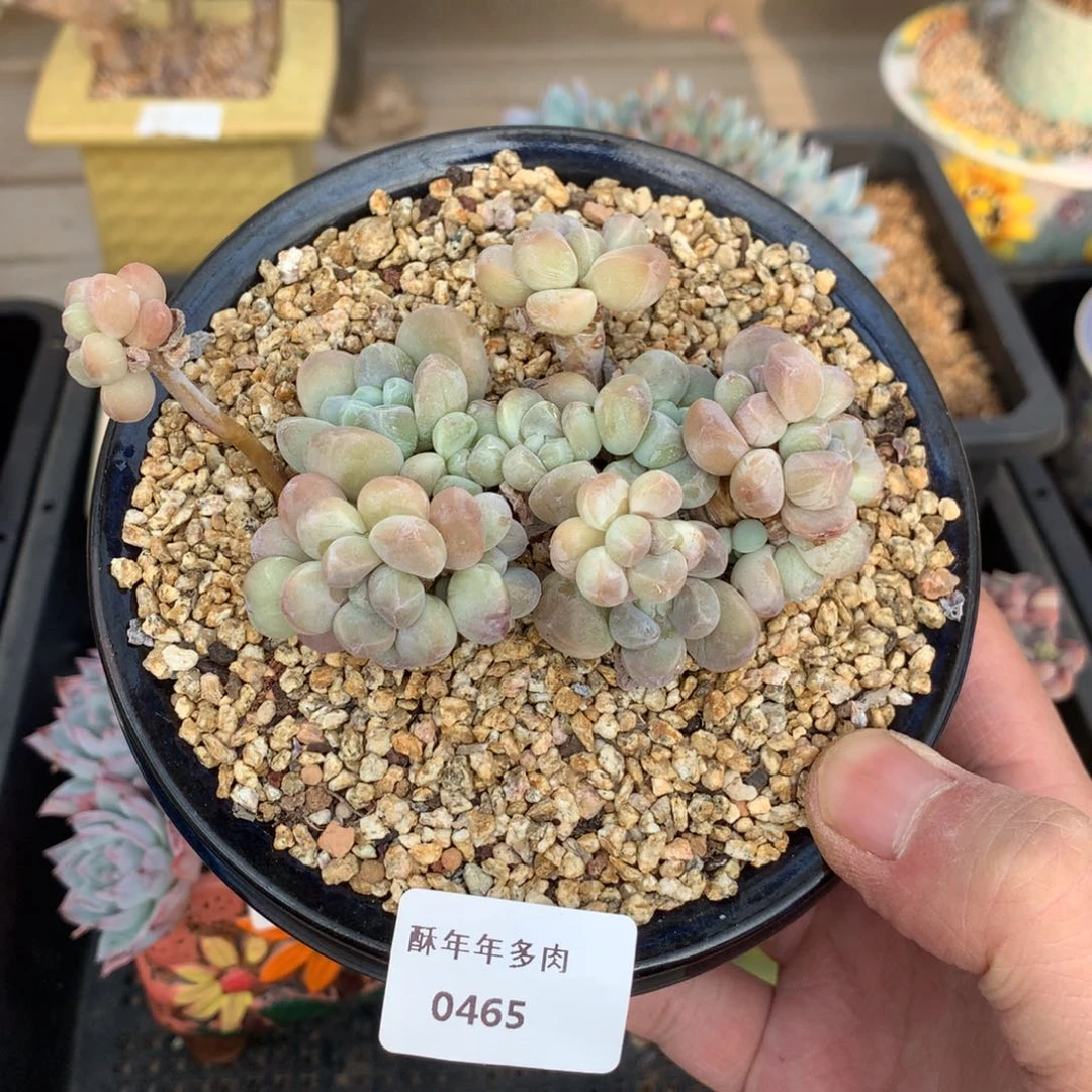 465香玉多肉一颗10.5厘米