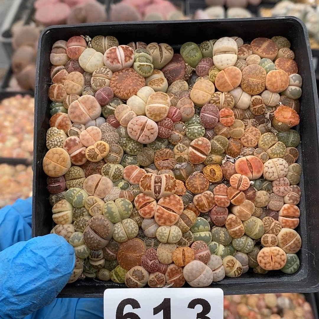 613 生石花彩套 带盆土