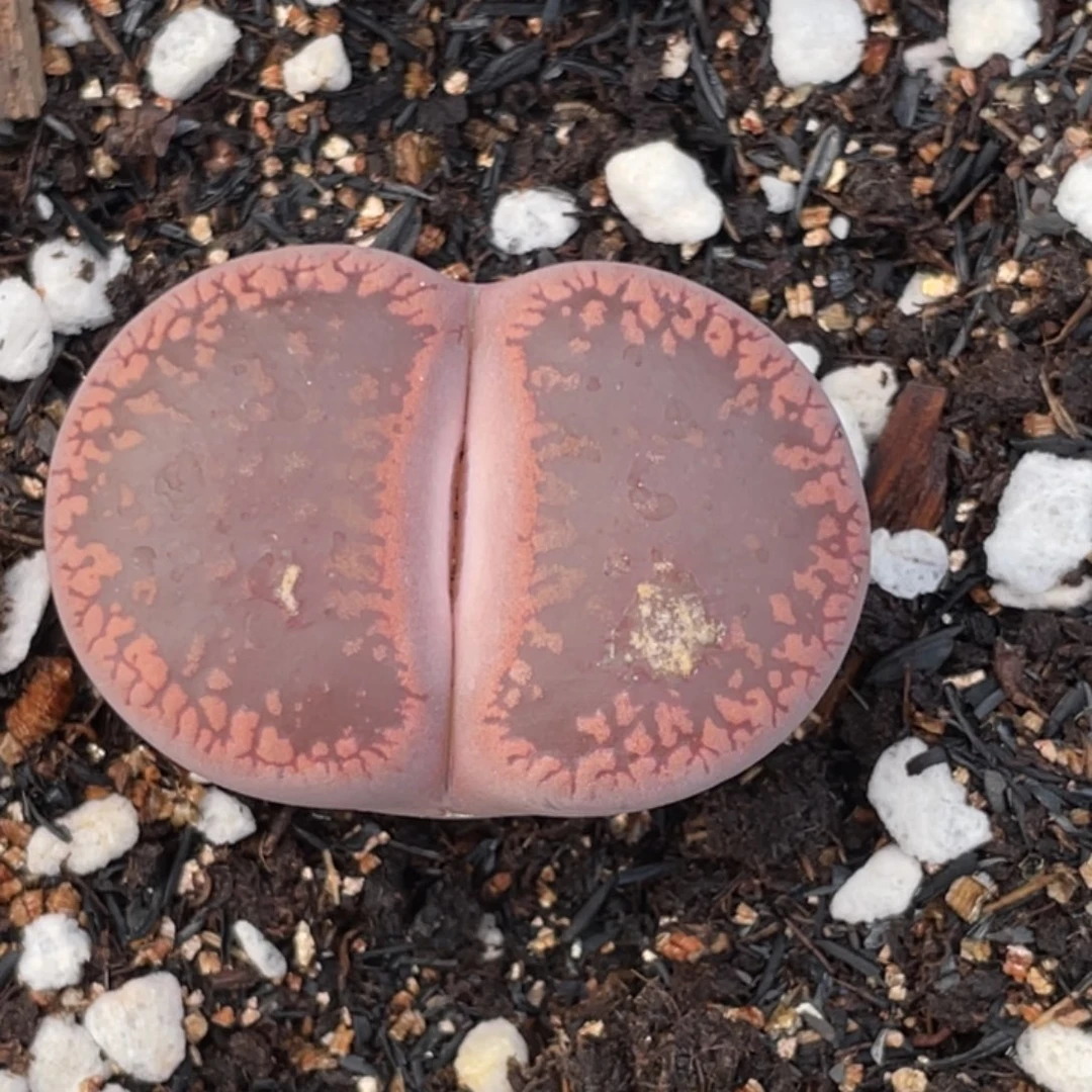 非偏远满20包邮022