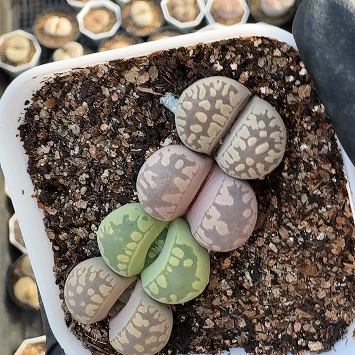 生石花1111。    299