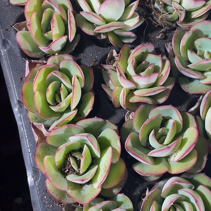 小牡丹亭1元带土发