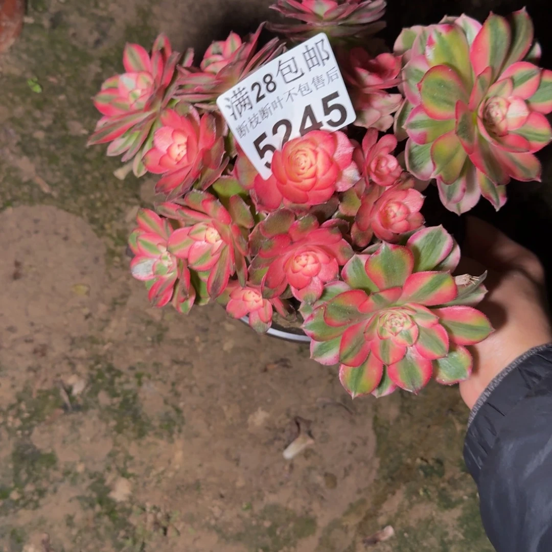 5245荔枝多肉植物