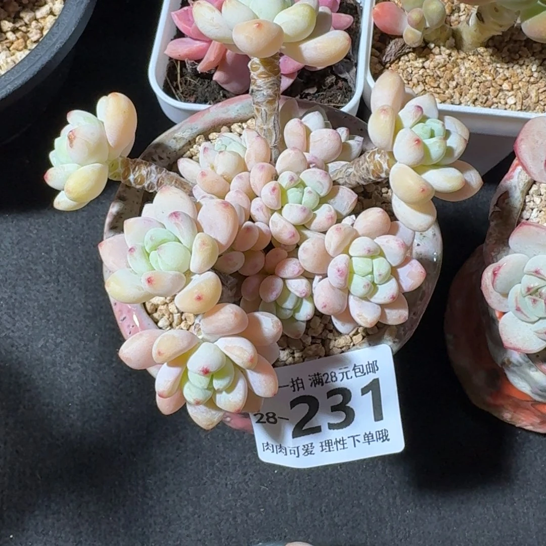 樱花罗琦无盆土发货无