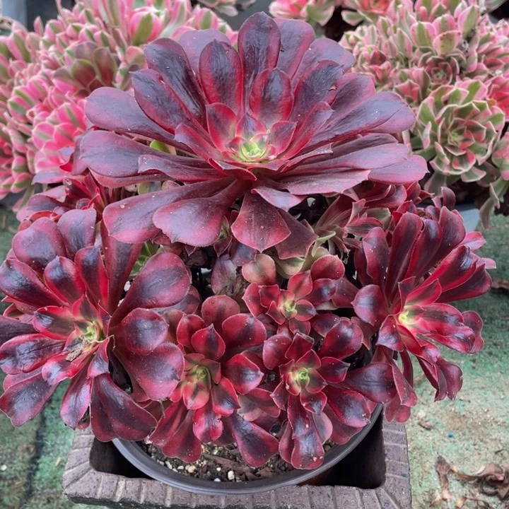 960美杜莎精品法师多肉