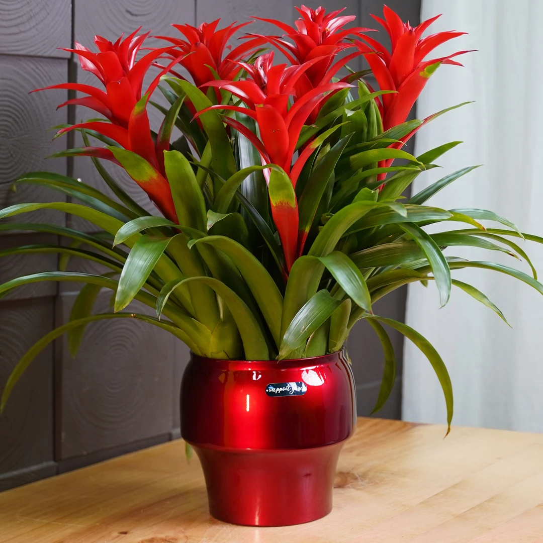 【5颗装桌摆款】鸿运当头凤梨花年宵花卉大红星绿植盆栽好养