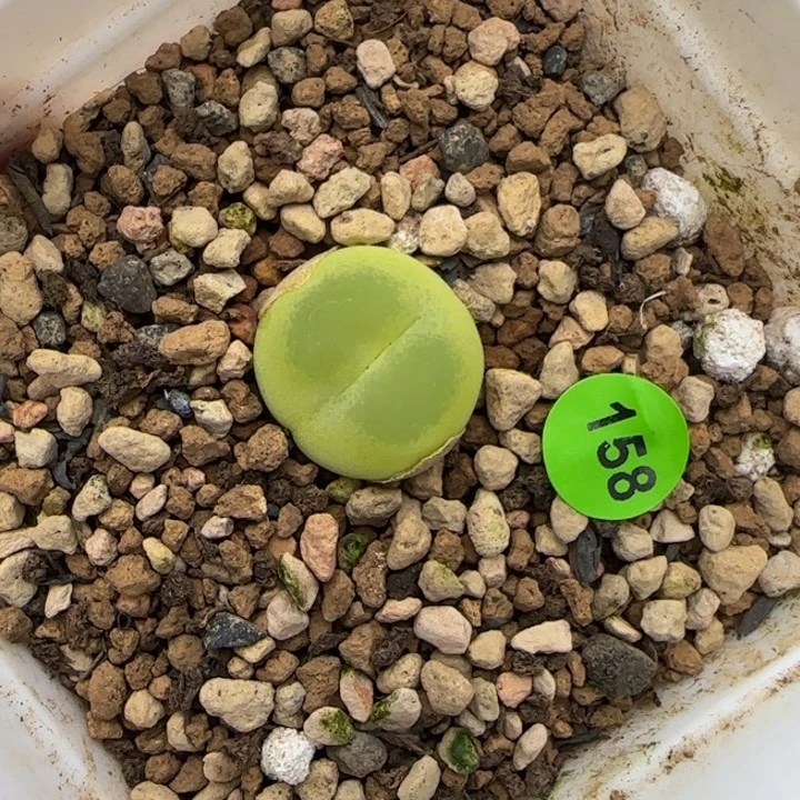 拉登1.6+多肉植物158