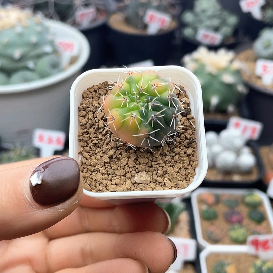 实生怪龙丸锦仙人球