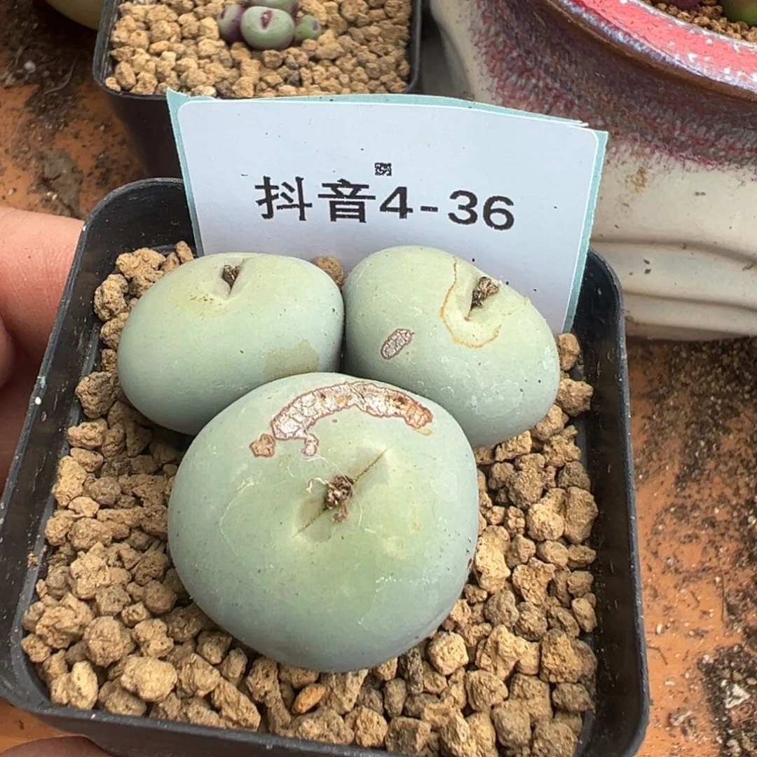 4-36肉锥多肉植物，