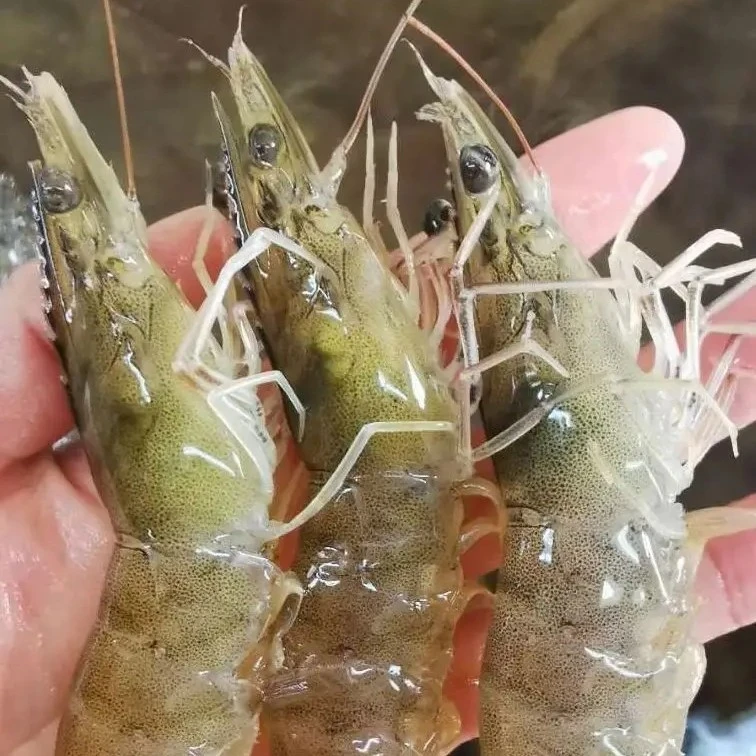 新鲜的基围虾