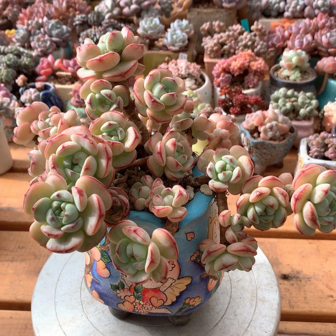 香草一物一拍 012