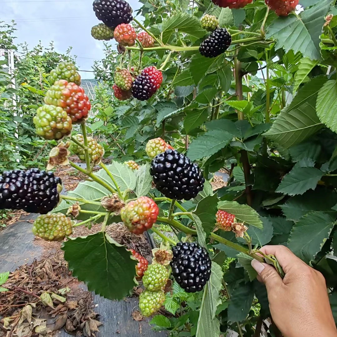 云南无刺黑锁莓苗可阳台盆栽地栽全国均可种植造景植物