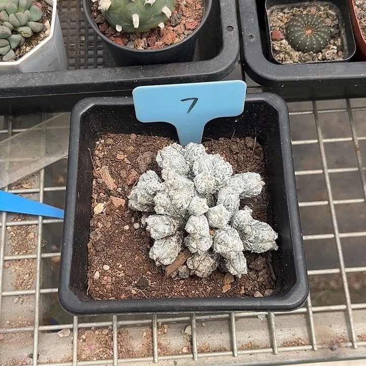 当前无花朵，栽培后可花朵