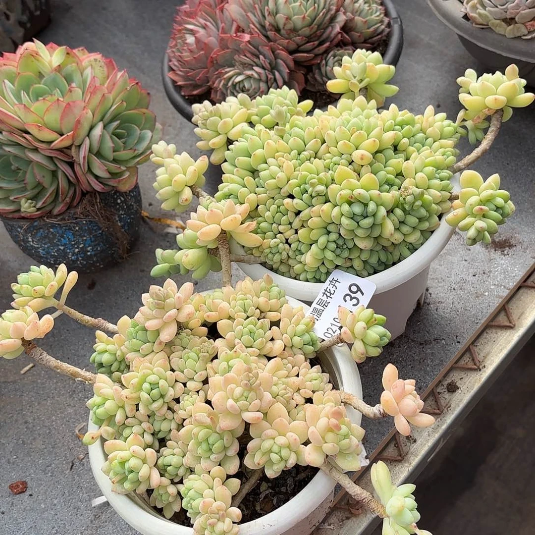 快****ᕗ同温层多肉凝脂莲139两颗