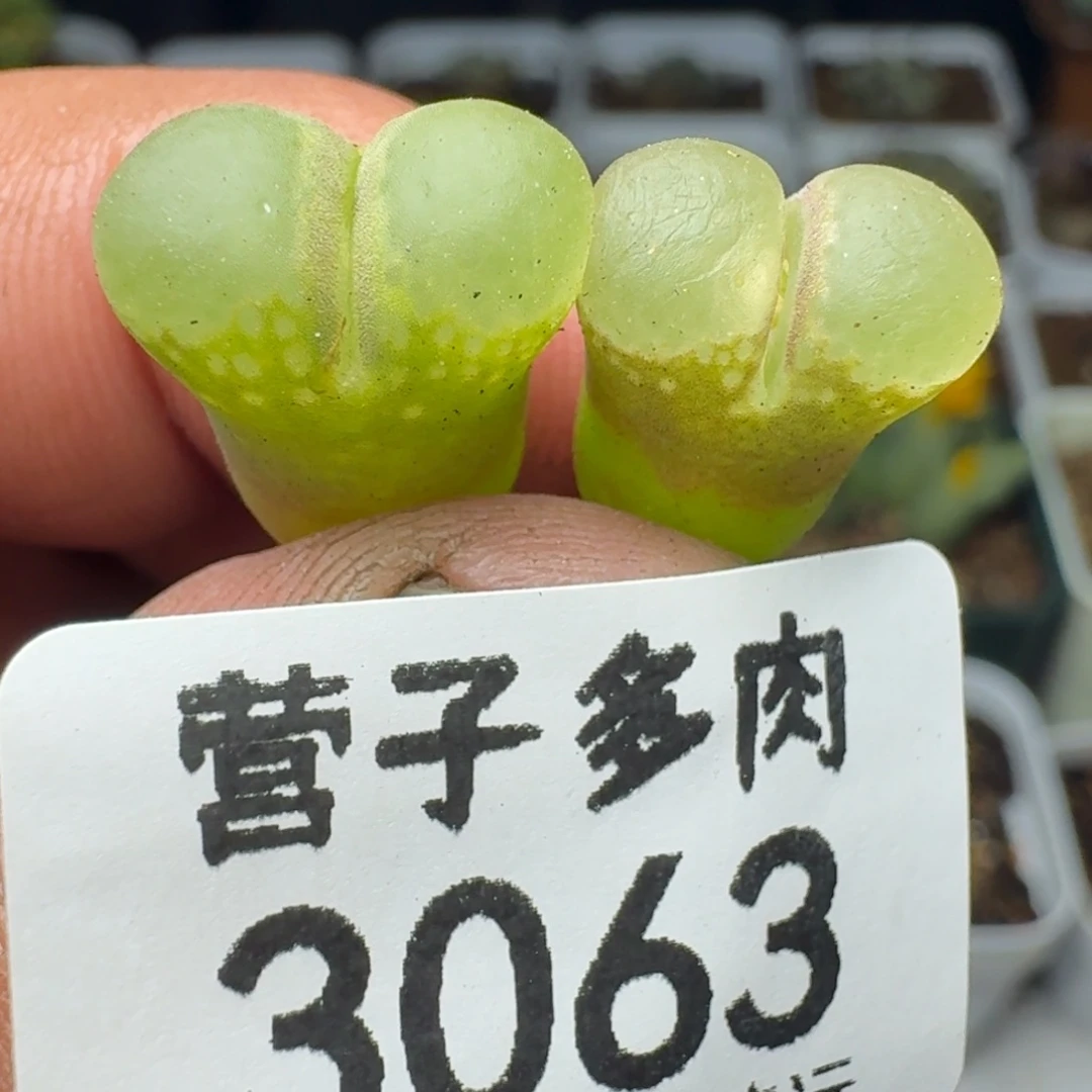 1453.9两颗。