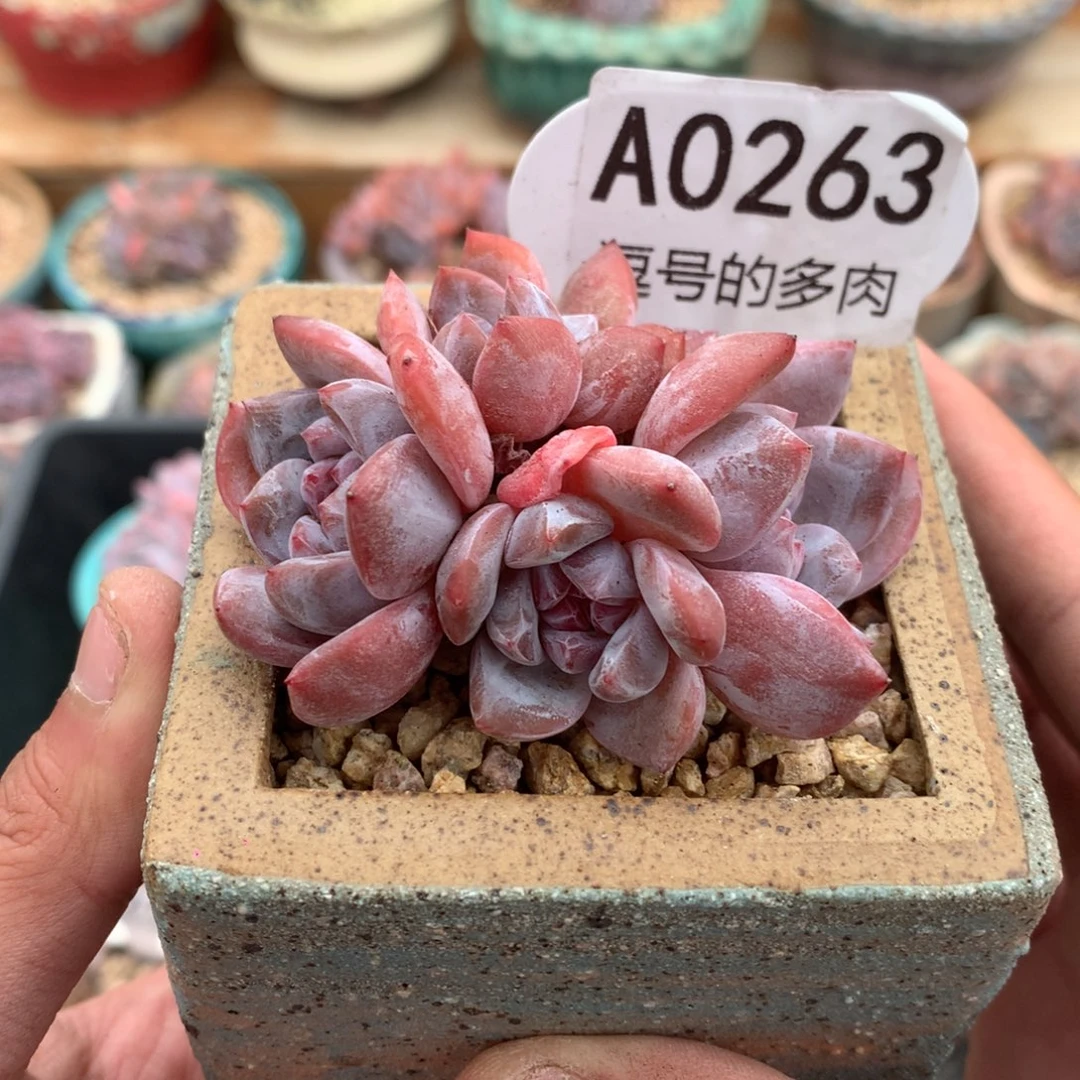 A0263 石榴籽小脸群 小可爱有砍6.5cm