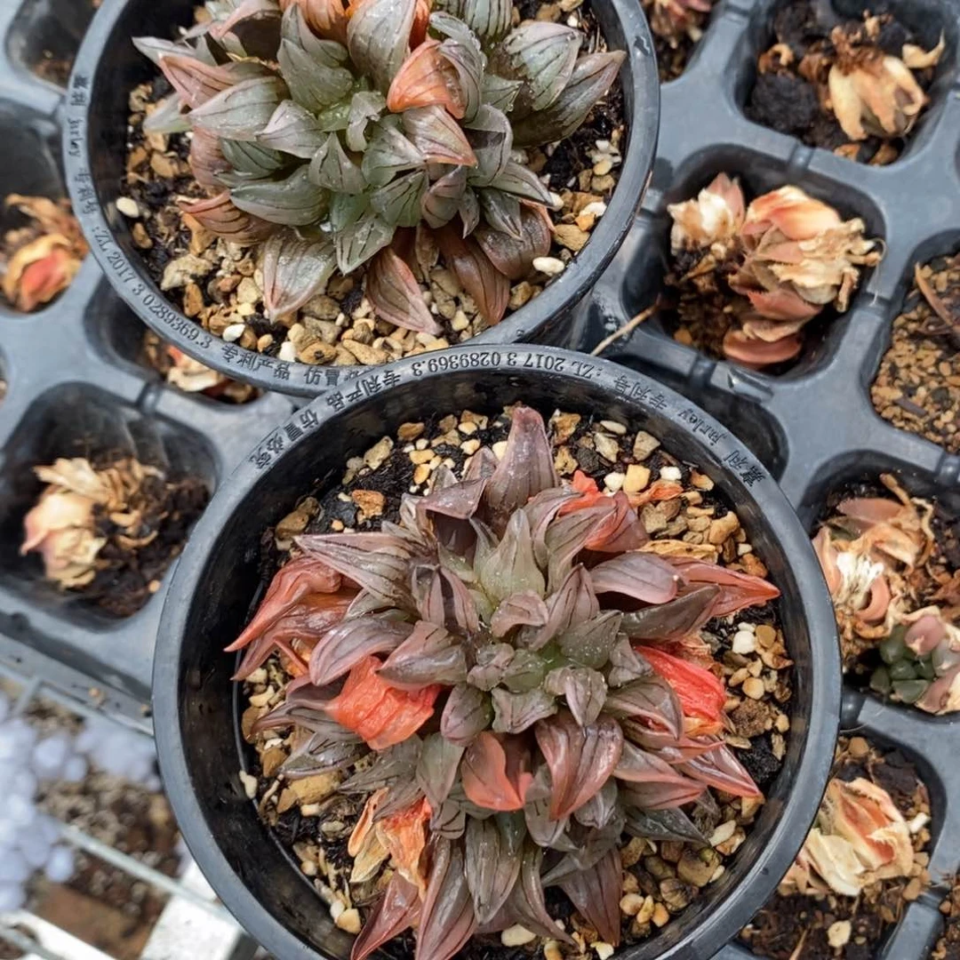 木*木西瓜寿一物一拍两颗