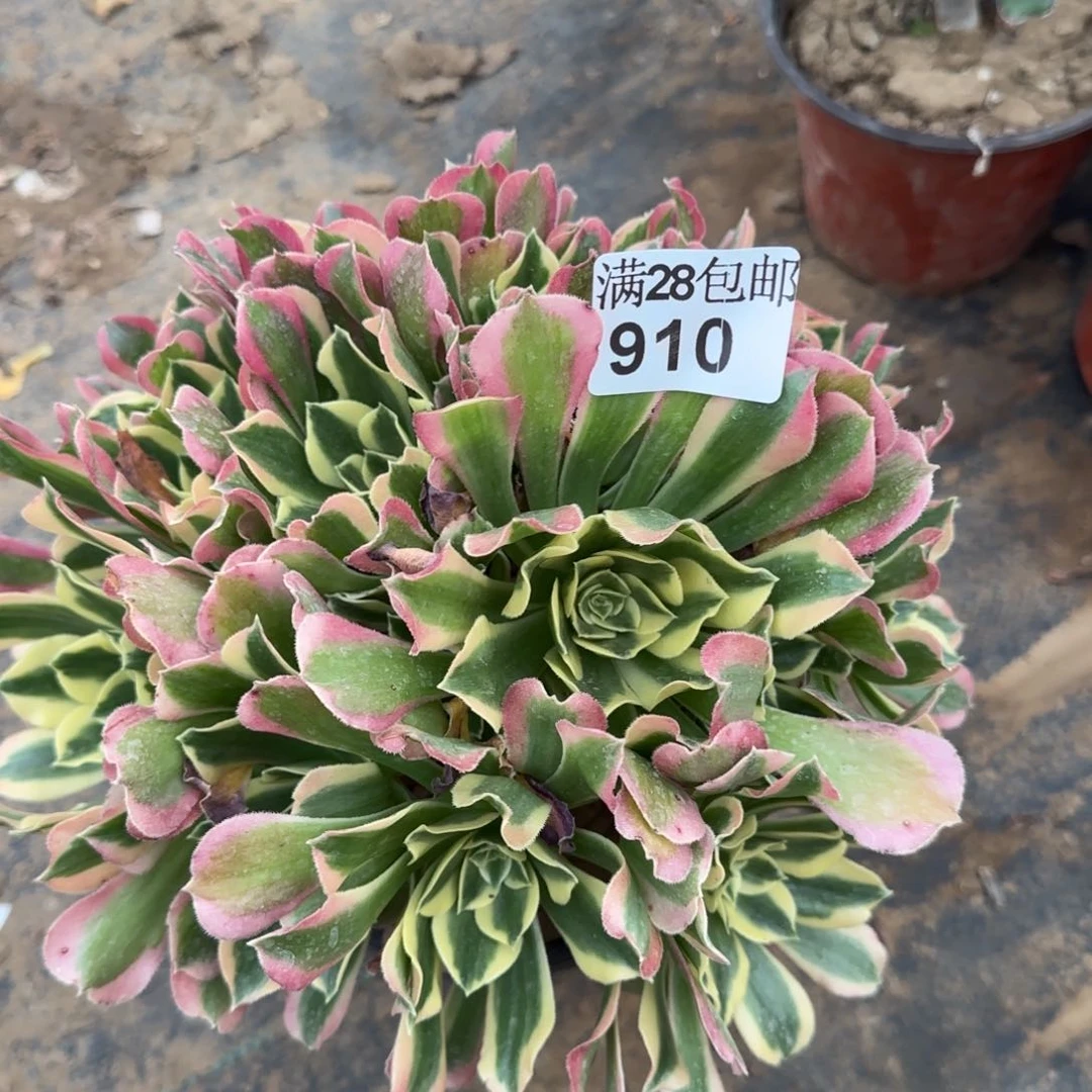 白凤多肉910满28包邮断枝不包