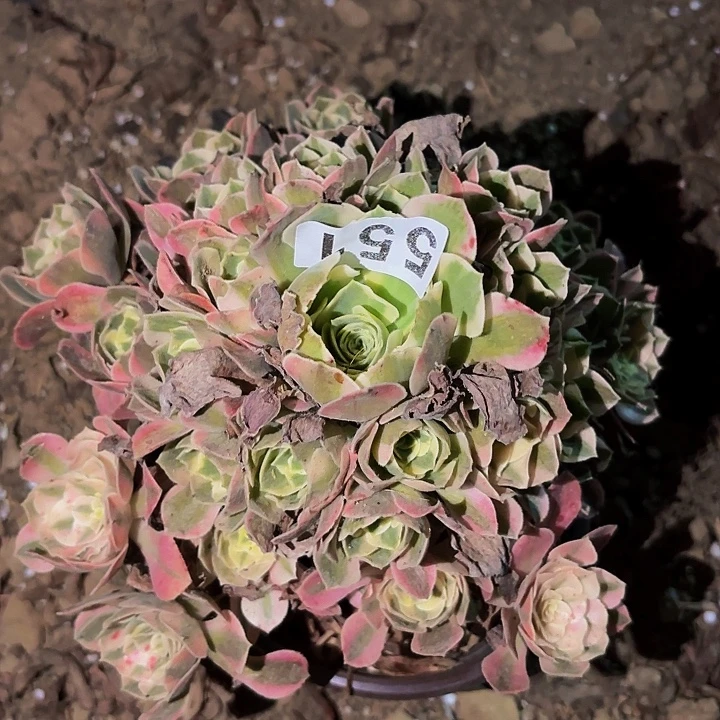551妖月多肉植物不售后