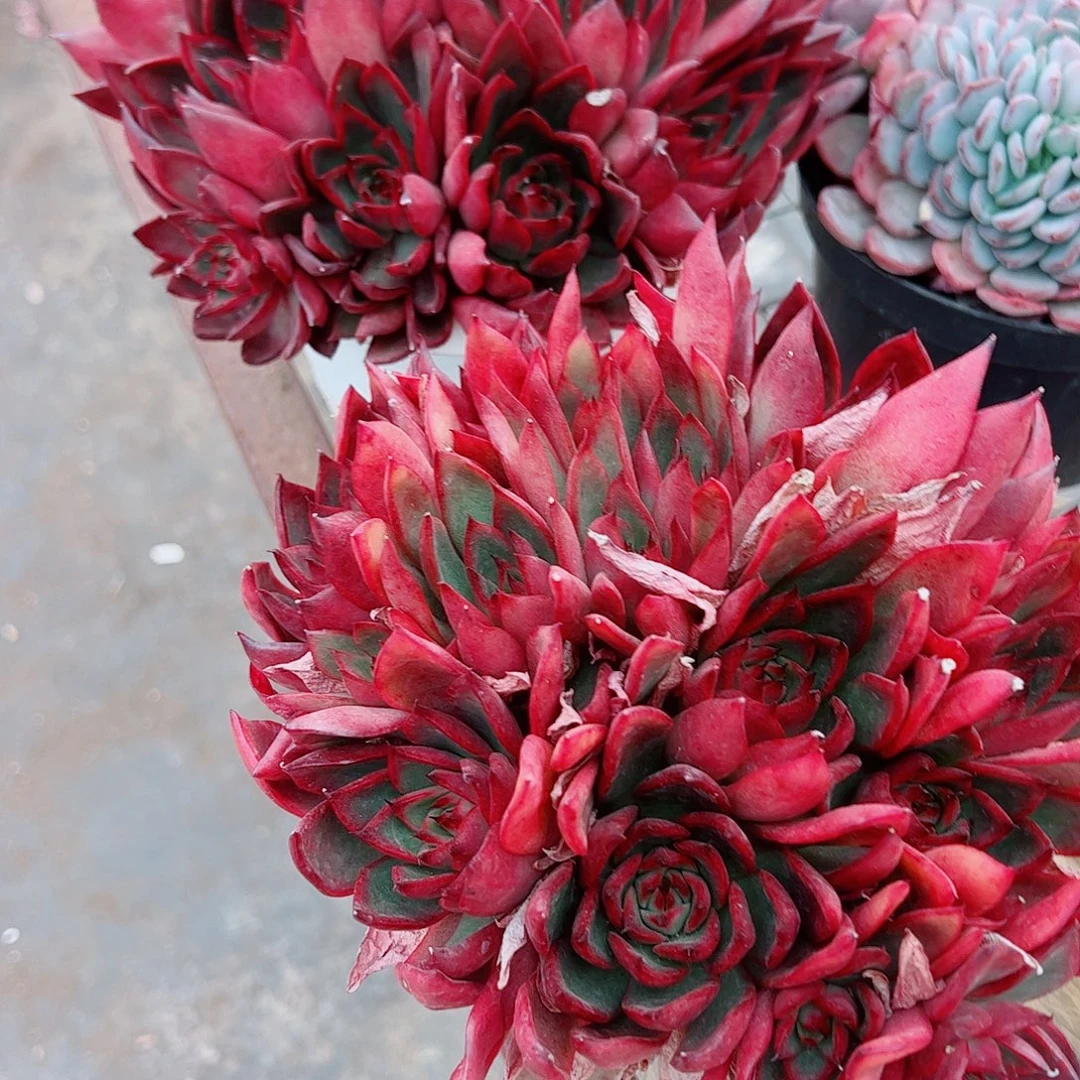 野马冬云多头群生精品特价