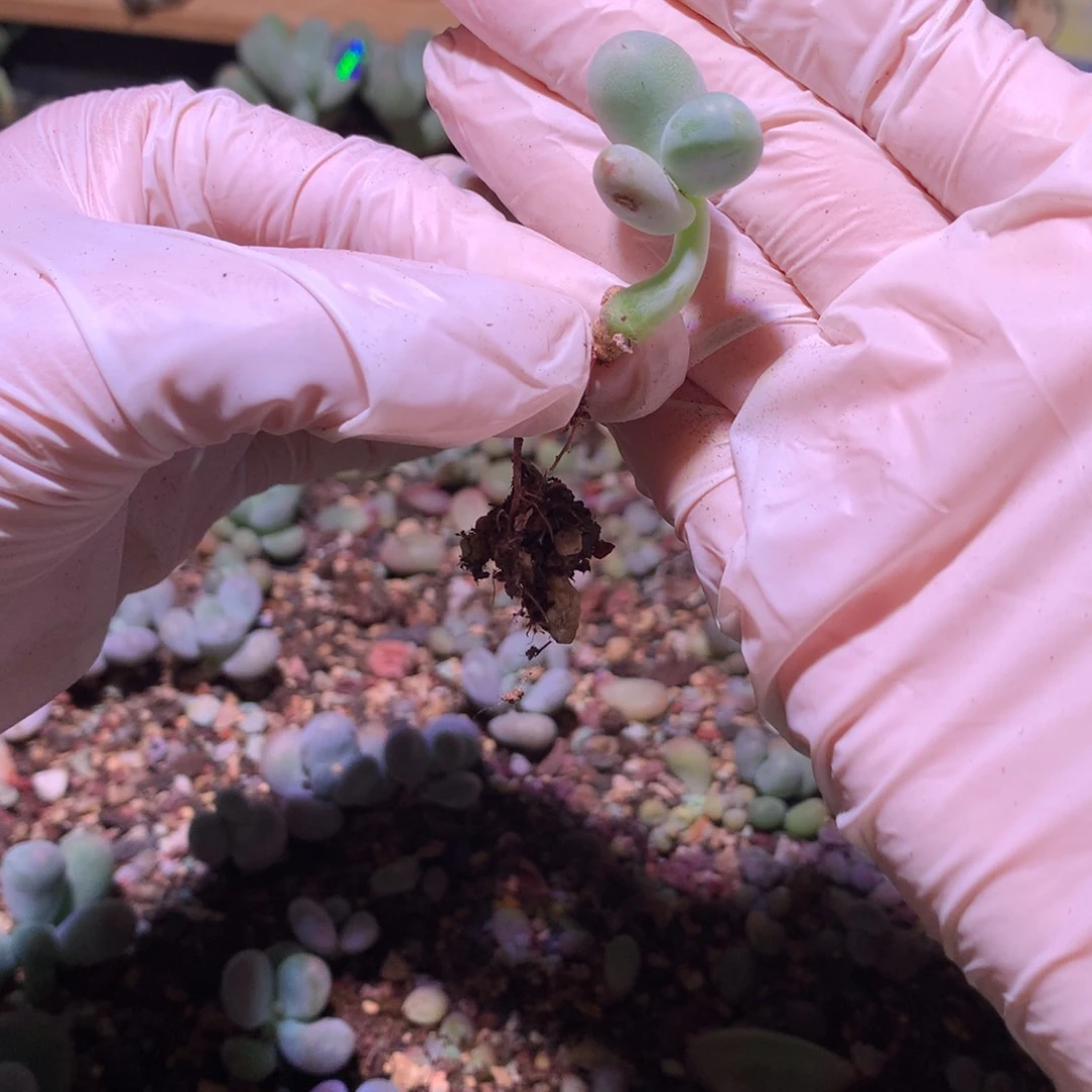 米可奶酪多肉 米可奶。