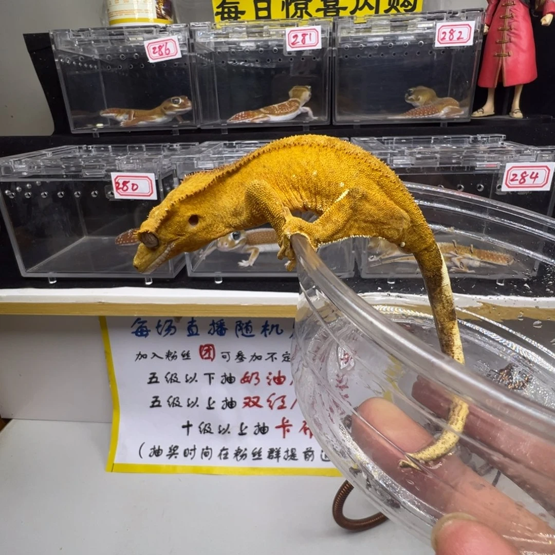 睫角守宫黄底双色波点