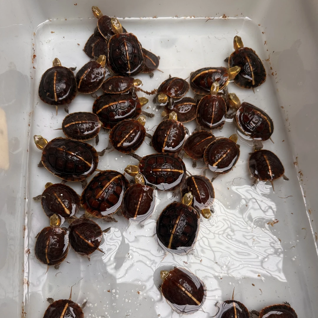 安缘大陆缘台缘黑台缘（群全规格）萌宠活体宠物爬宠