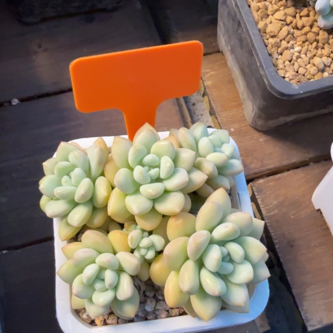 特价泡泡糖11111111111111