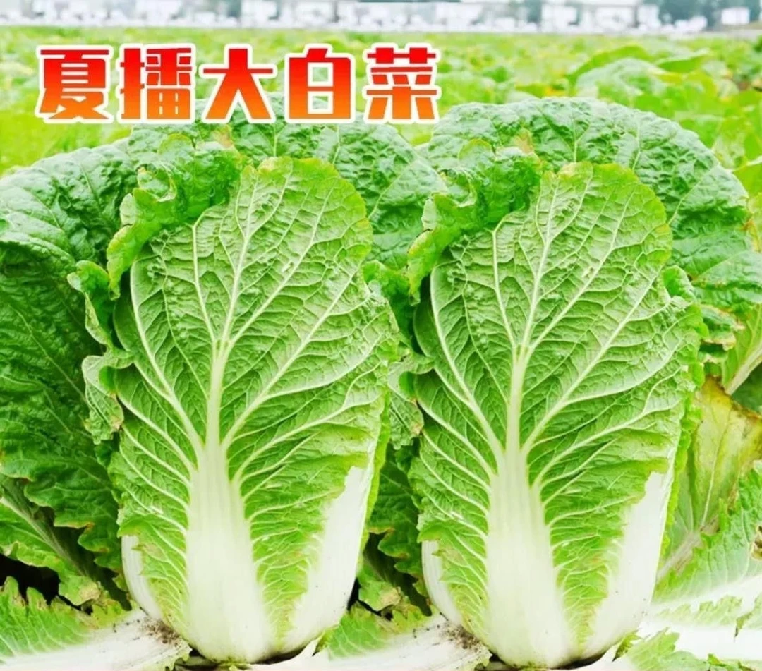 抗热白菜种子夏秋大白菜种耐湿耐热50天结球白菜种子农家蔬菜种子