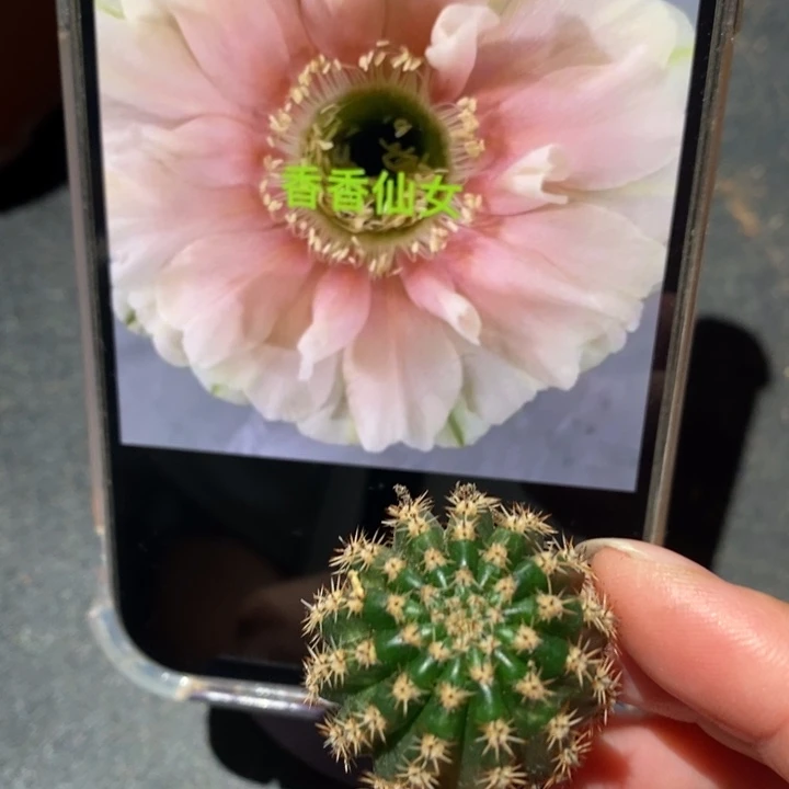 香香仙女侧芽3公分左右