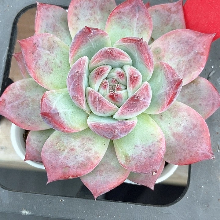 多肉植物钻石卡3129