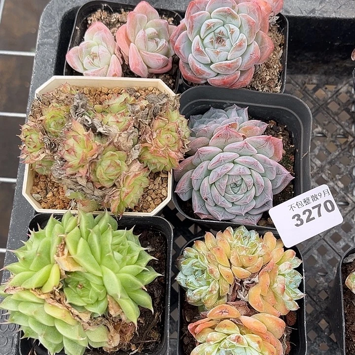 阿雅园艺。         3270
