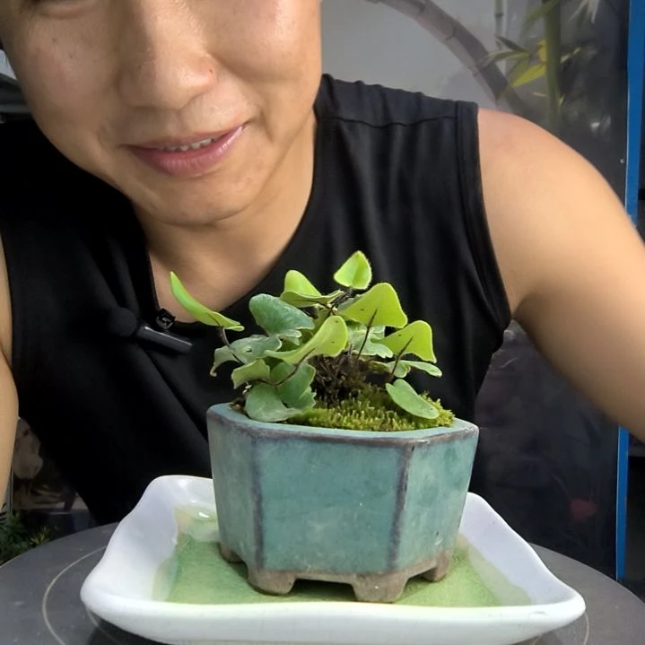 老*桃中青园艺一物一拍95