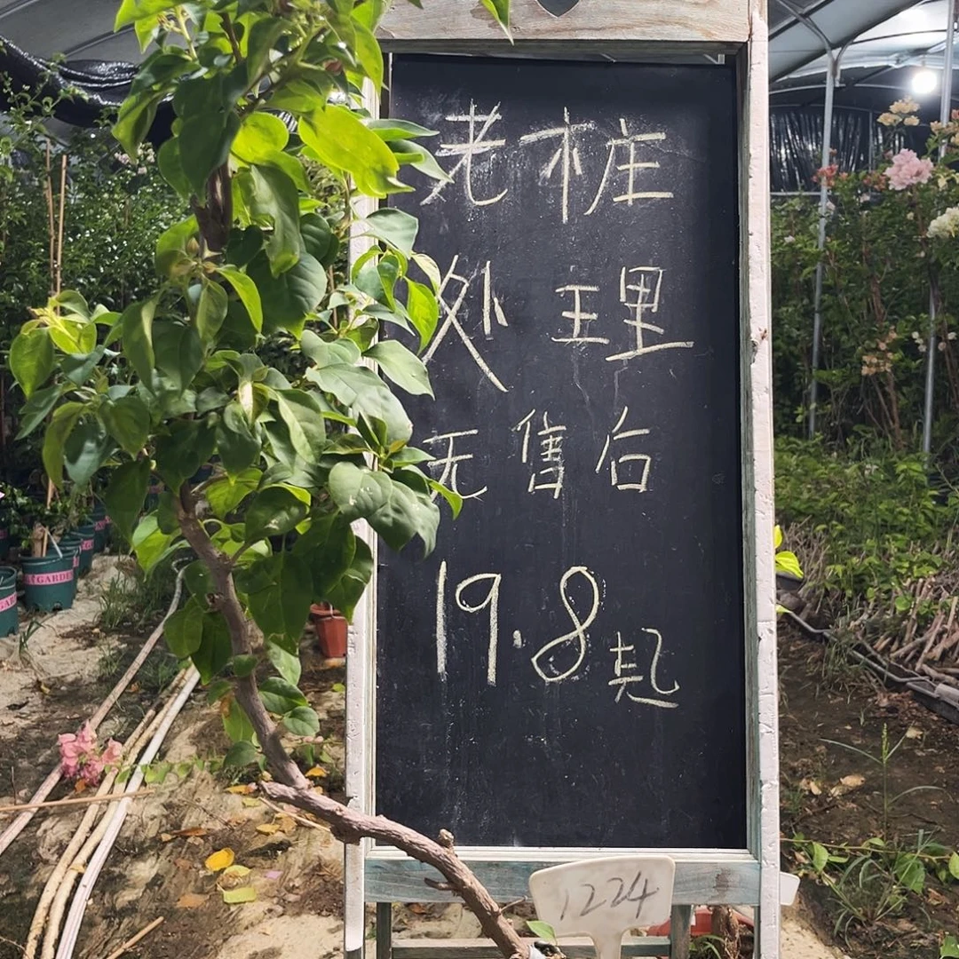 完全开放三角梅三角梅1224
