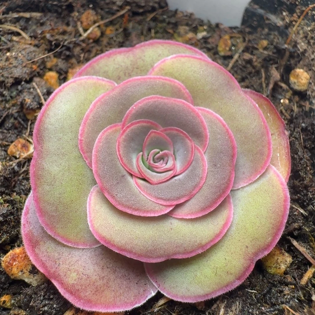 楹楹山地玫瑰/370/3cm