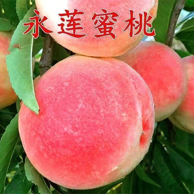 嫁接永莲蜜桃树苗新品种特大脆甜耐寒蜜桃树苗南北方庭院种植桃树