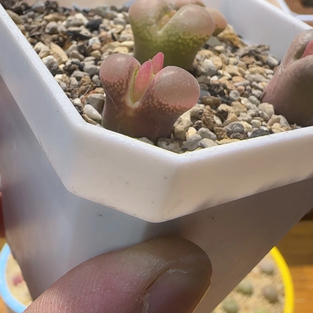 若***涯那就是说他也不会在