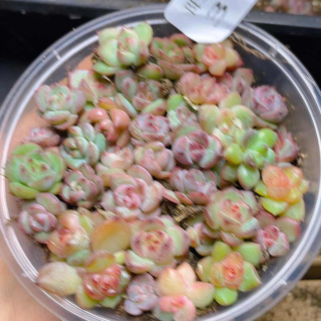 多肉植物多肉植物310