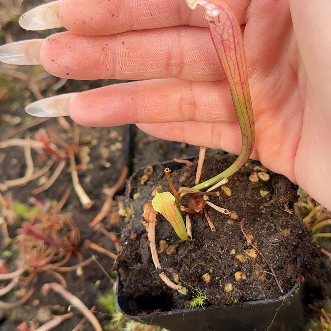 无花朵粉豹瓶子草