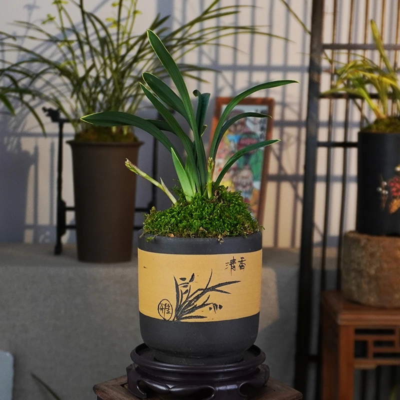 建兰铭品【禅月达摩】浓香兰花室内好养易活栽好种好顺丰包邮