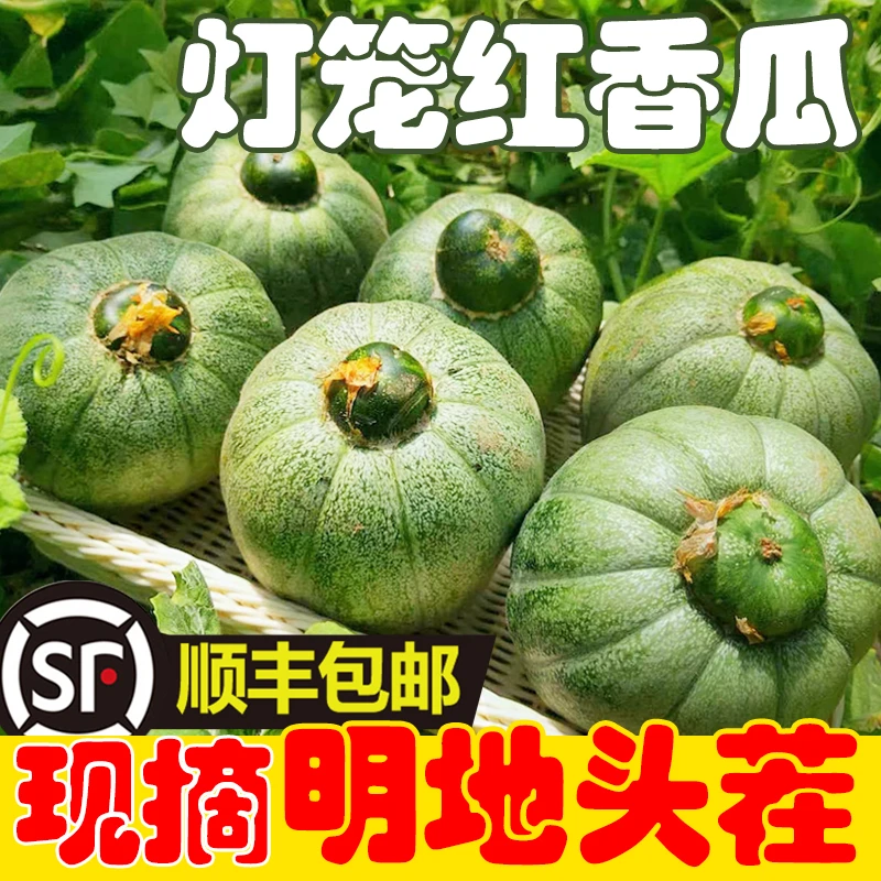 【明地头茬 顺丰】内蒙五原灯笼红香瓜5/8斤自然熟沙甜软糯内蒙古自治区