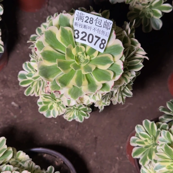 32078迈巴赫不包断枝