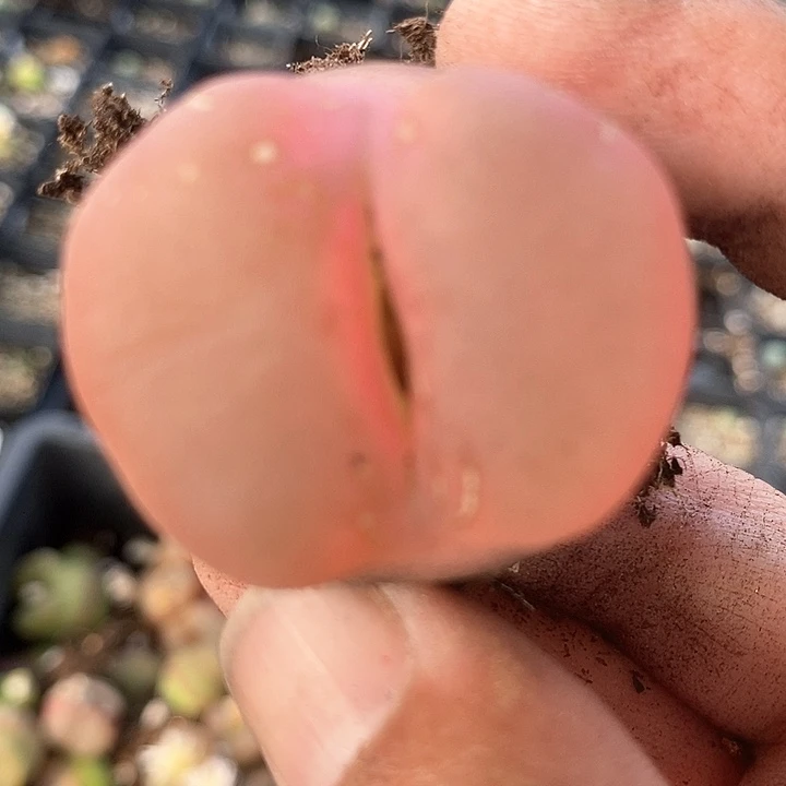 3606一颗巨大有伤