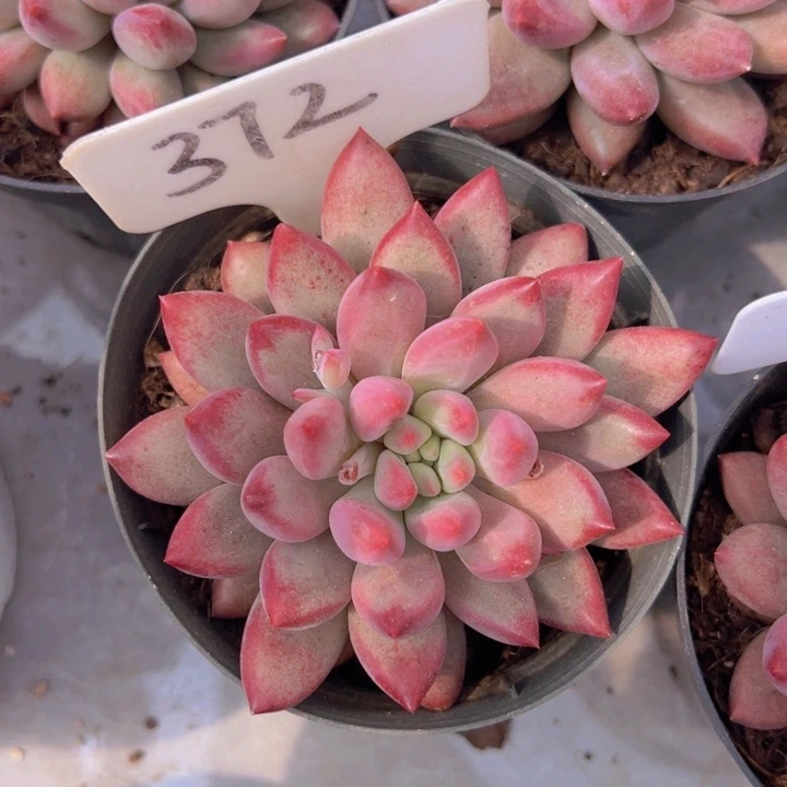 健健康康平平安安