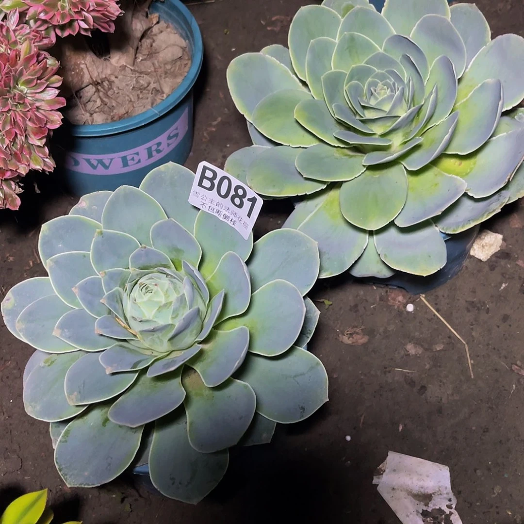 两盆法师15-19包邮法师