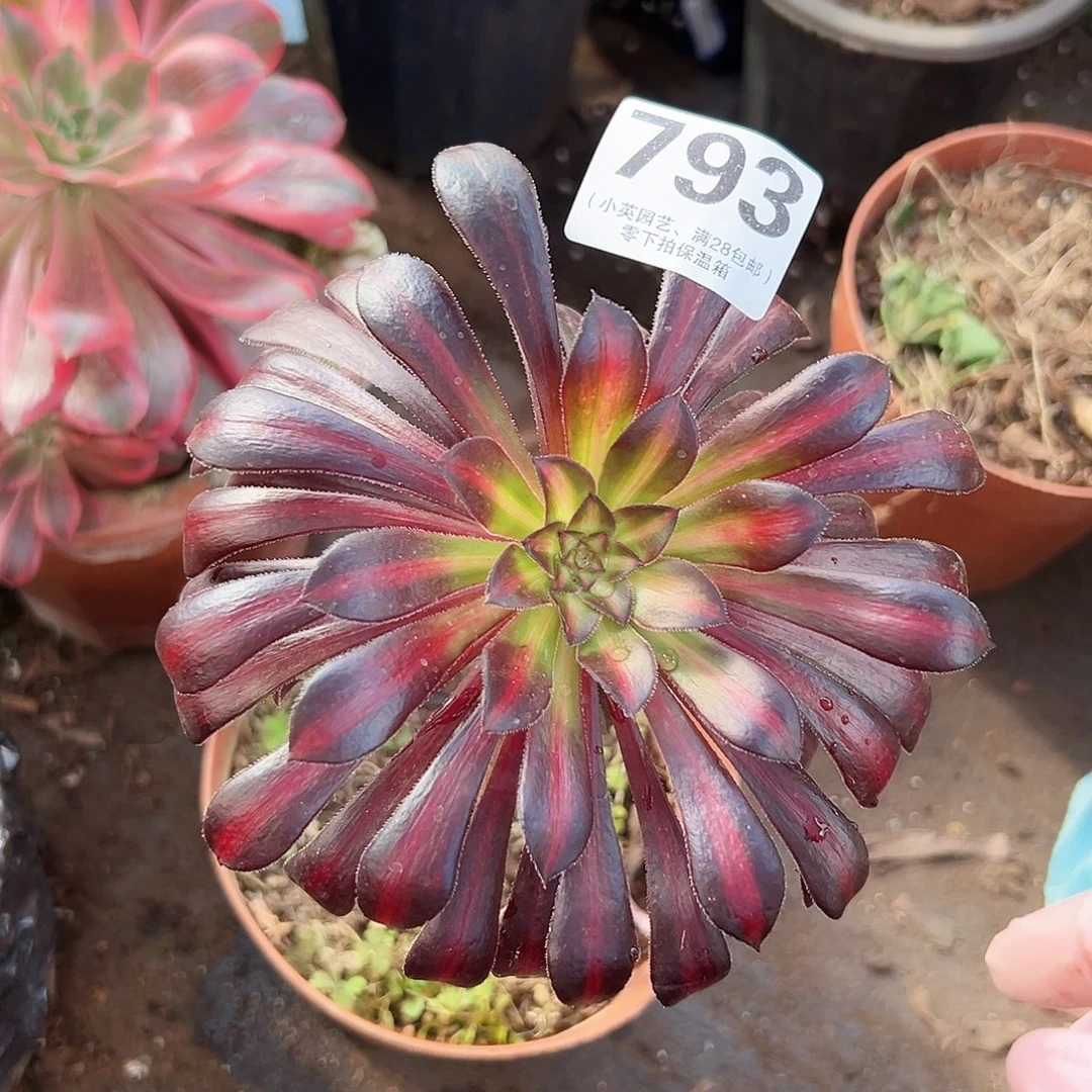 魔法师793多肉植物多肉植物