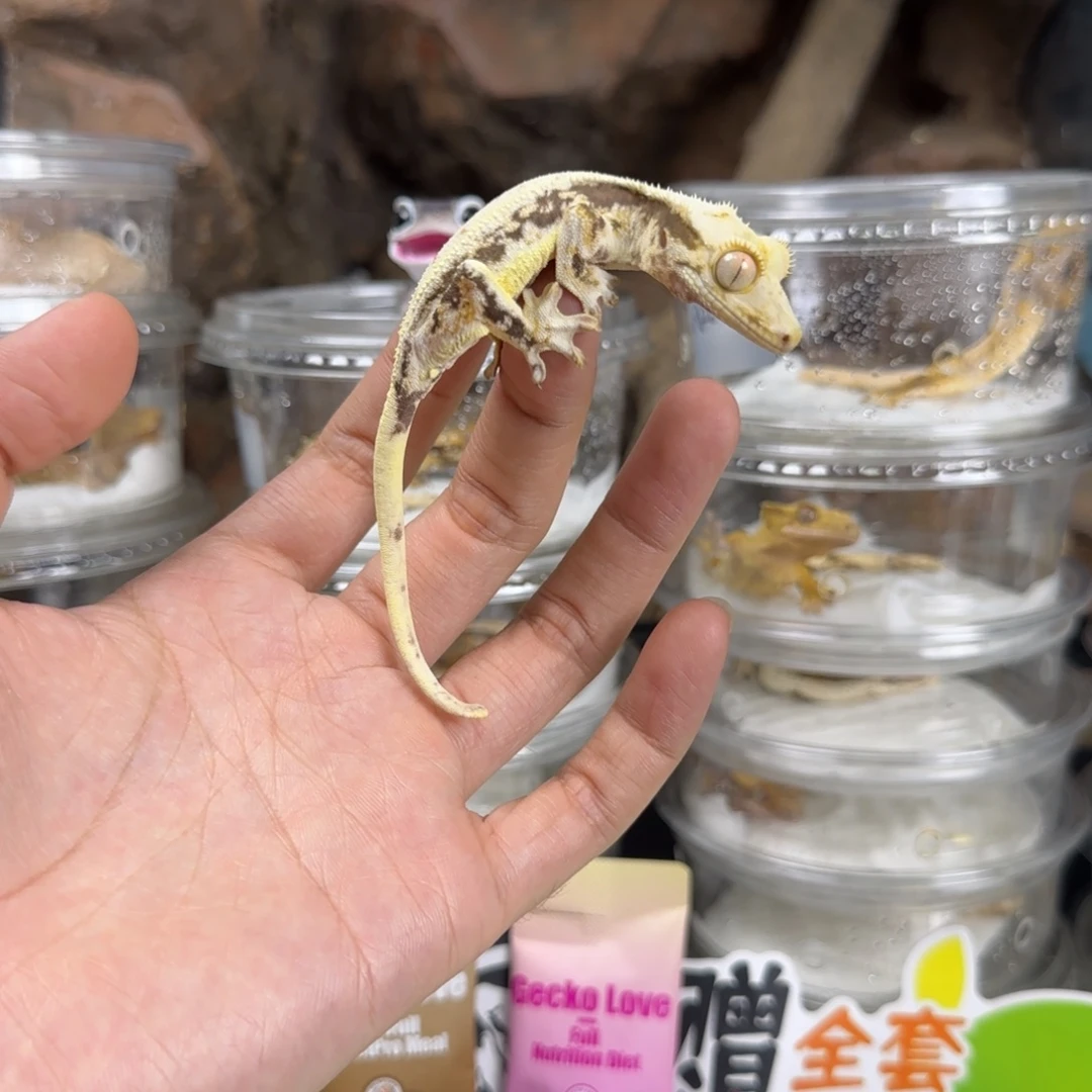 杉***学睫角守宫黑底莉莉