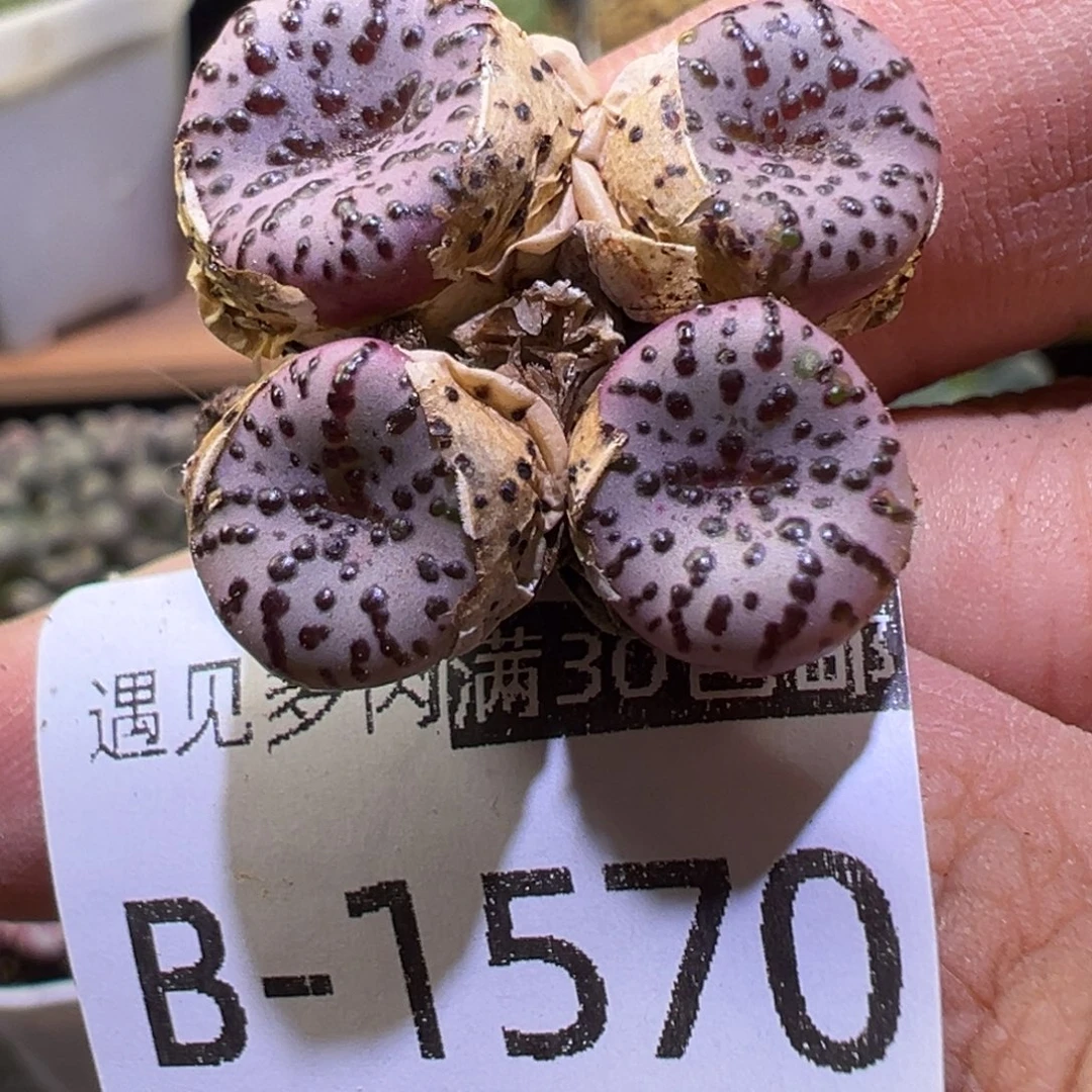 多肉植物111111111111