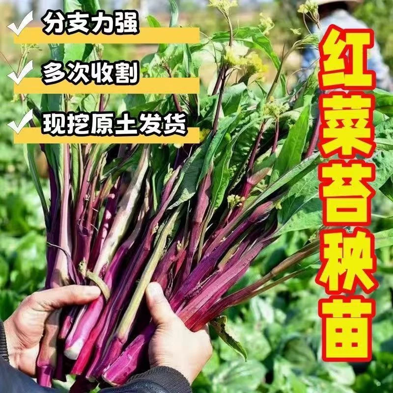 耐寒早熟红菜苔苗甜脆可口适合四季阳台庭院种植
