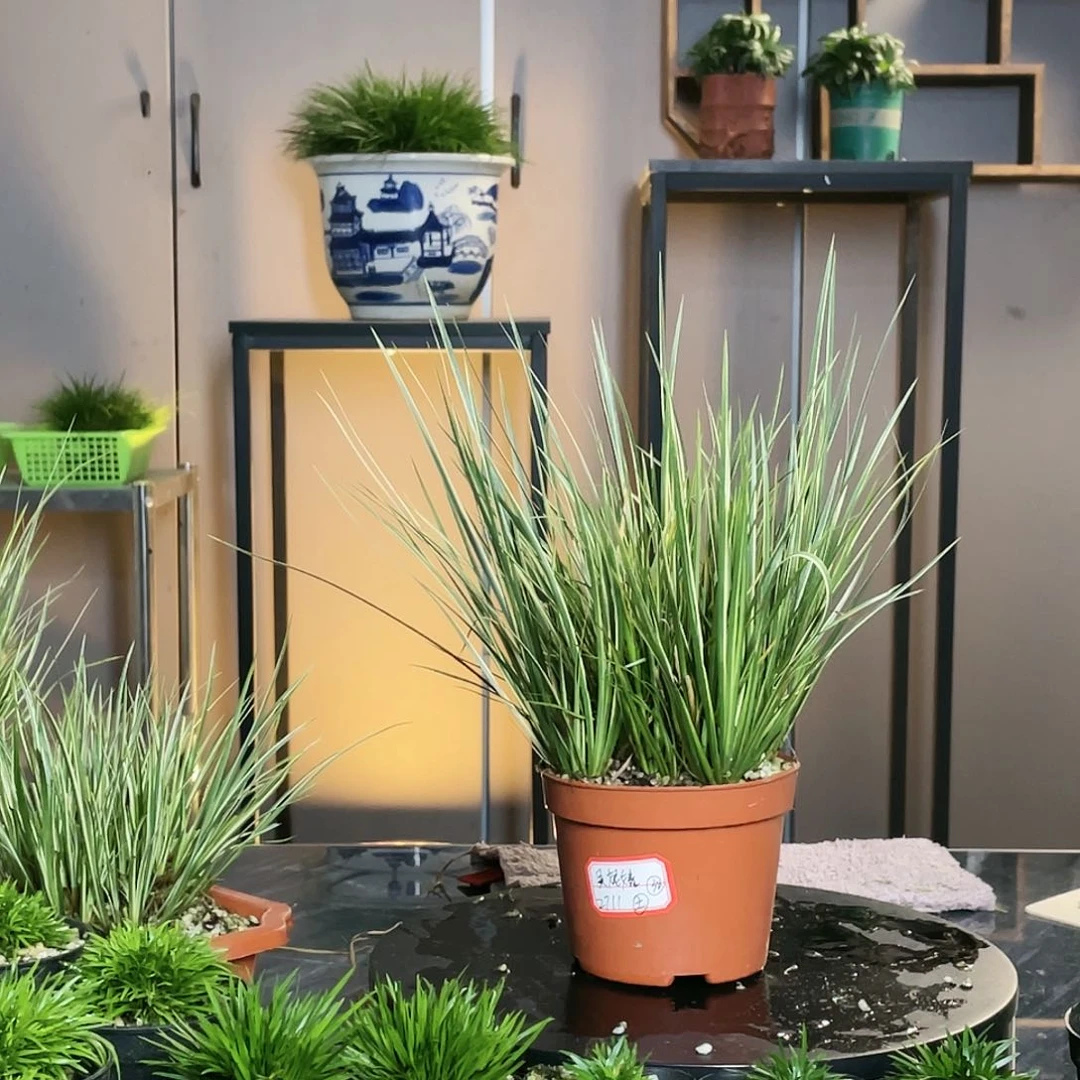 【闪购商品】不开花植物