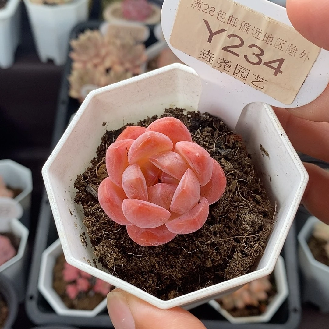 0234 草莓果酱 3.5cm